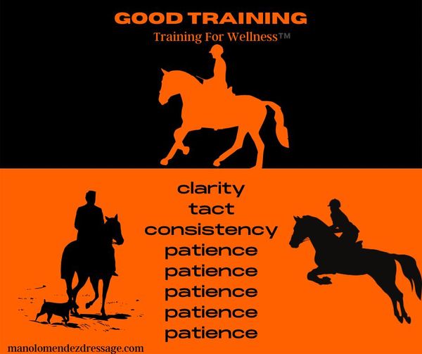 Klarheit in der Pferdeausbildung